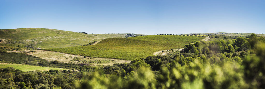 DEVOIS DES AGNEAUX PANO